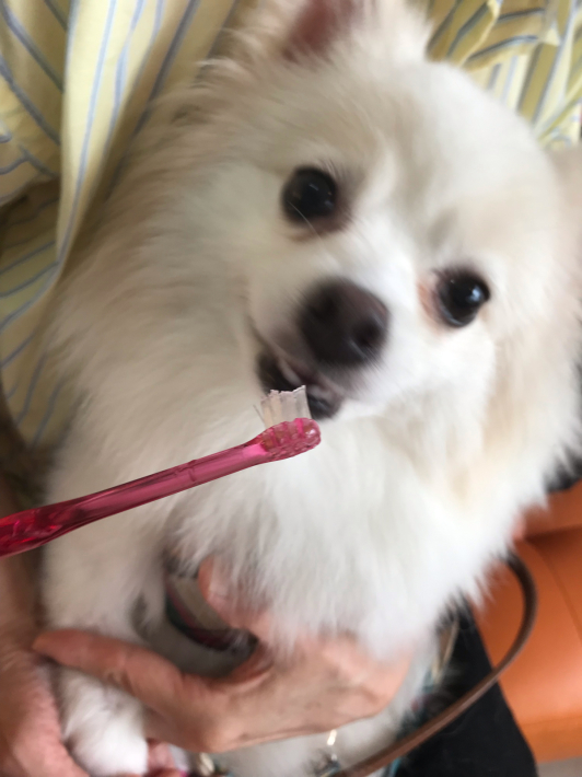 🦷デンタルセミナー報告🦷_c0245679_21185428.jpg