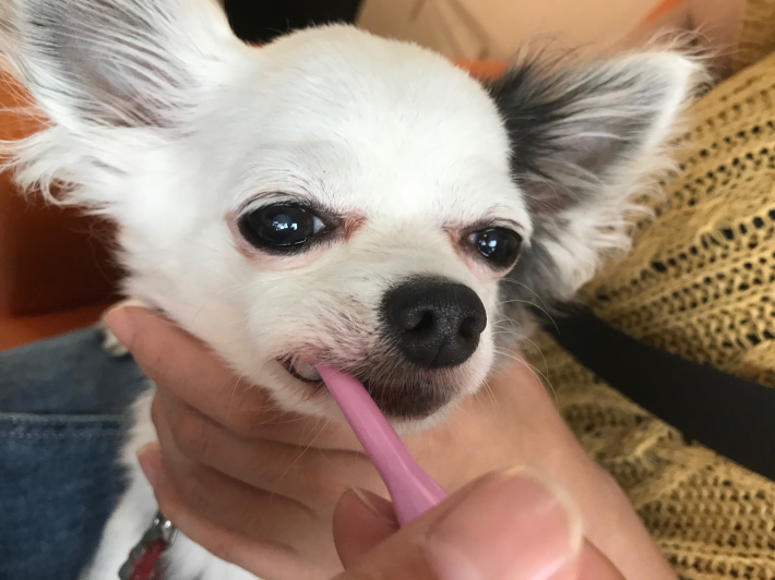 🦷デンタルセミナー報告🦷_c0245679_21265706.jpg