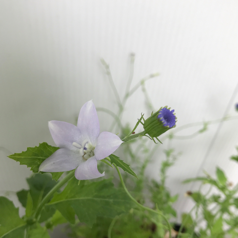 夏の終わりに咲く青い花 Bleu Belle Fleur ブルーベルフルール