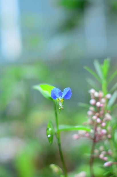 夏の庭_d0025294_15462816.jpg