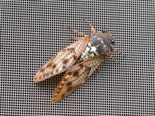 c0108198_15441613.jpg