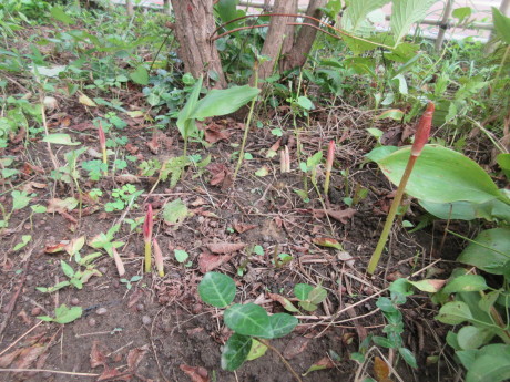 山百合を植え替える_a0203003_20322940.jpg