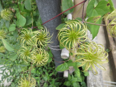 山百合を植え替える_a0203003_20325122.jpg
