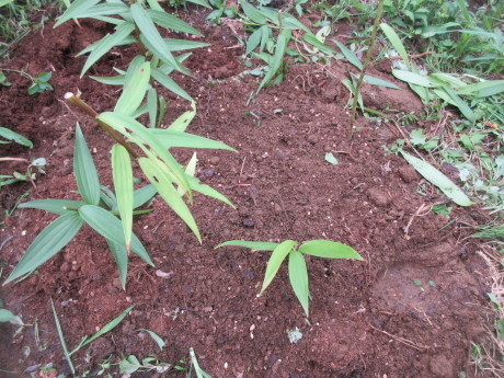 山百合を植え替える_a0203003_20340968.jpg