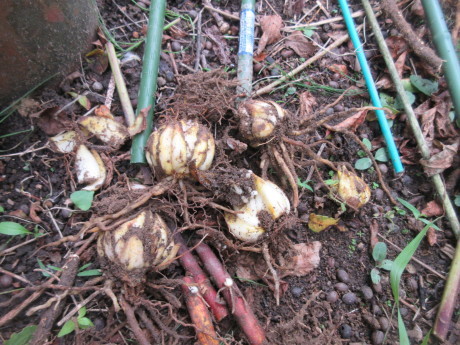 山百合を植え替える_a0203003_20473495.jpg
