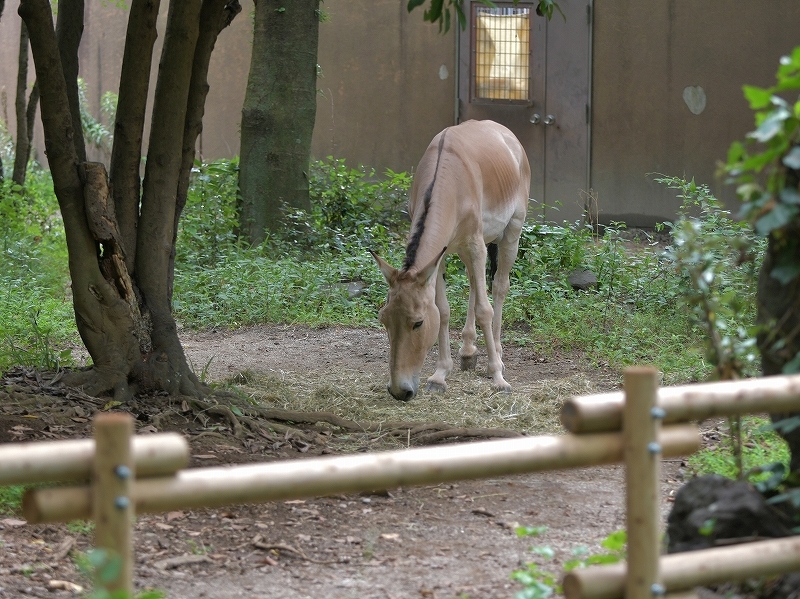 夏の終りはきっとすぐ_a0164204_12442048.jpg