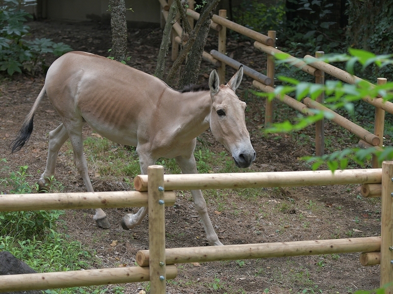 夏の終りはきっとすぐ_a0164204_12510950.jpg