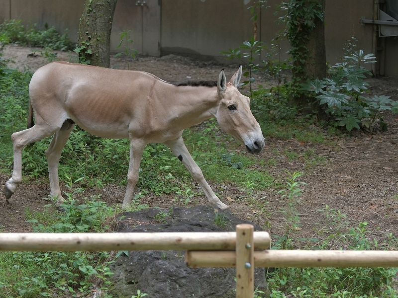 夏の終りはきっとすぐ_a0164204_12510952.jpg