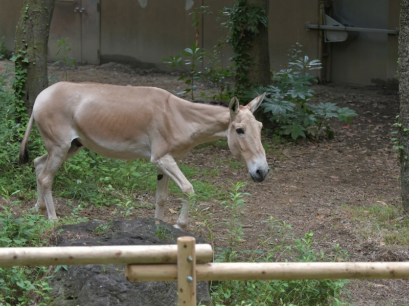 夏の終りはきっとすぐ_a0164204_12510957.jpg