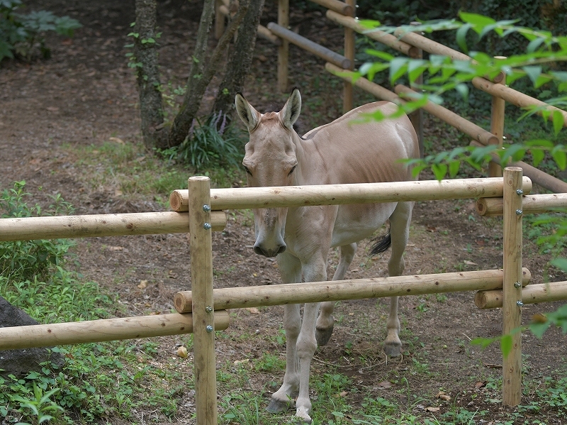 夏の終りはきっとすぐ_a0164204_12523436.jpg