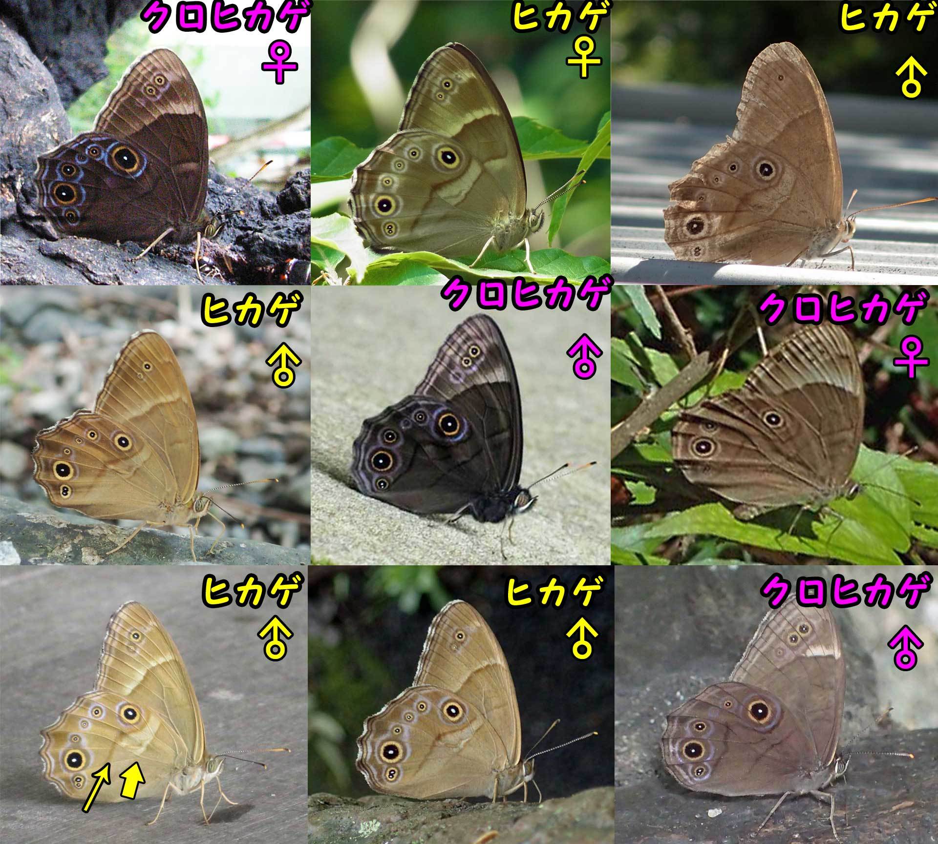 クロヒカゲ ヒカゲチョウのバリエーション 秩父の蝶