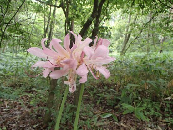 咲き続ける８月の花_f0064906_15350171.jpg