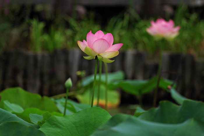 馬場花木園　１_b0151409_22123830.jpg