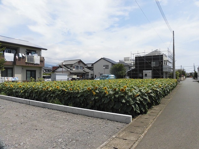 太陽に向かい大輪が咲き誇る! 津田の先輩・井出靖和さんのヒマワリ畑_f0141310_07161550.jpg