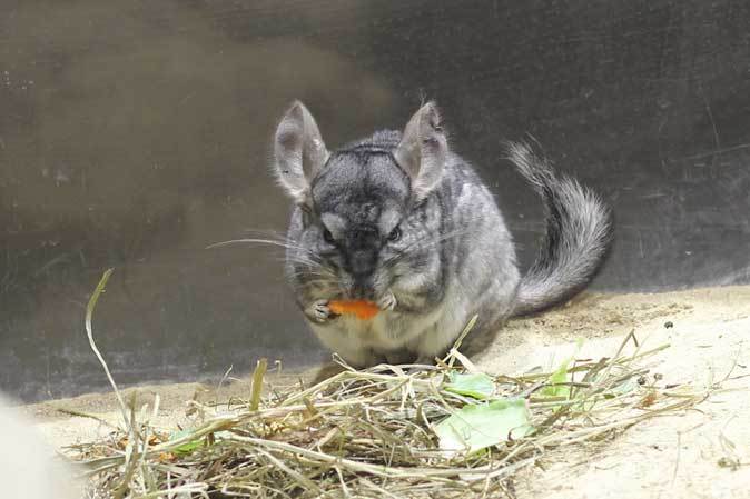 足立区生物園 チンチラのお食事time November 18 続々 動物園ありマス