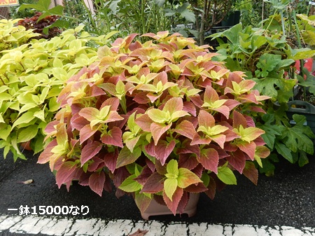 e0033229_18351977.jpg