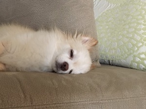 d0178136_15231121.jpeg