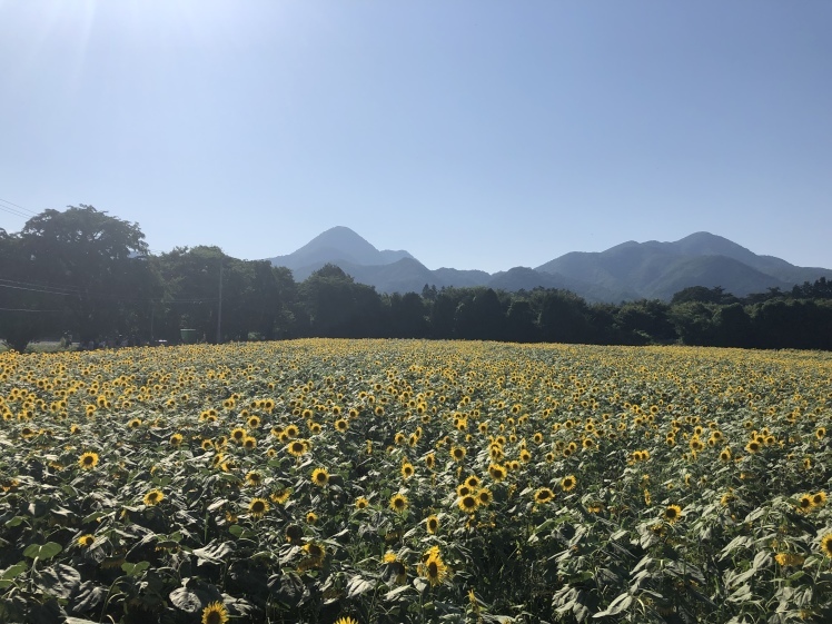 今週末の見学会情報_b0162843_14492573.jpeg