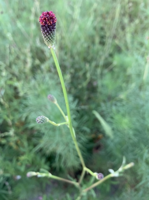 d0145345_22205581.jpeg