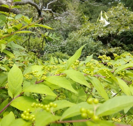 b0368362_09255218.jpg