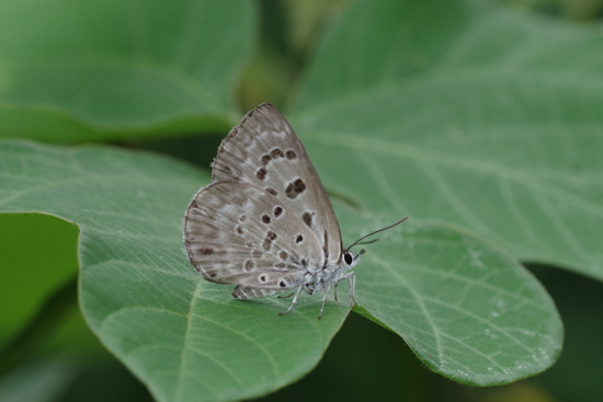 蟻と共に　-2-_e0167571_2372844.jpg