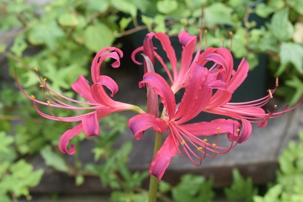 百合が原公園で 彼岸花 曼殊沙華 を見ました ワイン好きの料理おたく 雑記帳