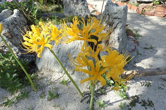 百合が原公園で「彼岸花（曼殊沙華）」を見ました。_f0362073_02334190.jpg