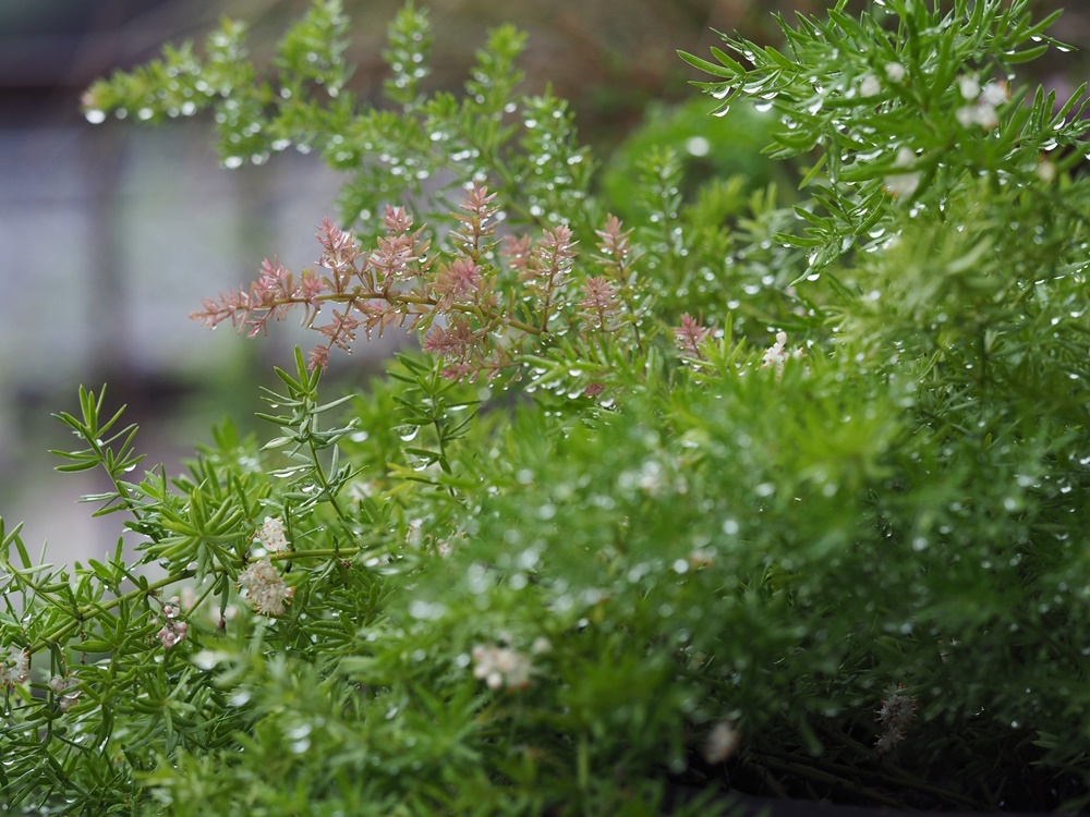 朝の霜（リプサリス）_e0264374_11550807.jpg