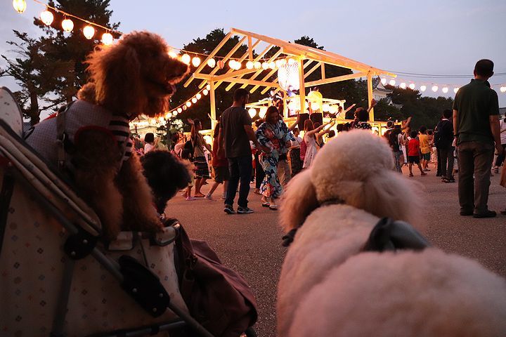 金シャチ横丁と盆踊り。_b0111376_03060160.jpg