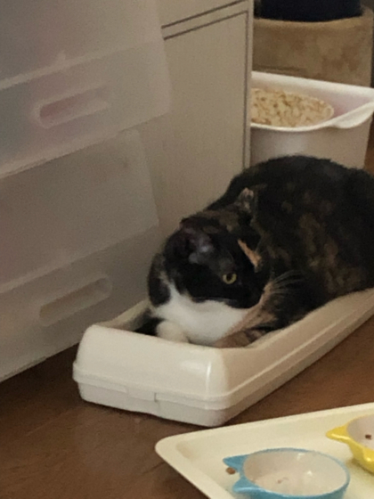 はらぺこーず_e0355177_14404270.jpg