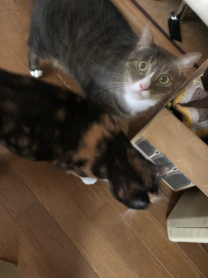 はらぺこーず_e0355177_14421048.jpg