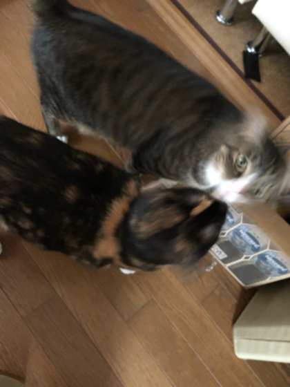 はらぺこーず_e0355177_14421175.jpg