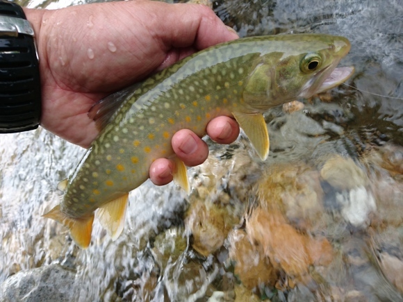 c0157482_08583851.jpg