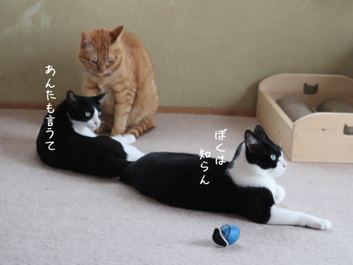 a0216583_22410615.png