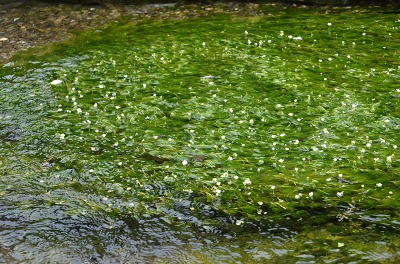 c0229483_1062486.jpg