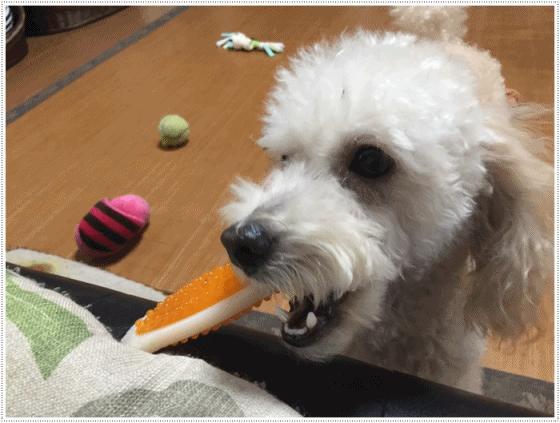 b0175688_19045615.gif