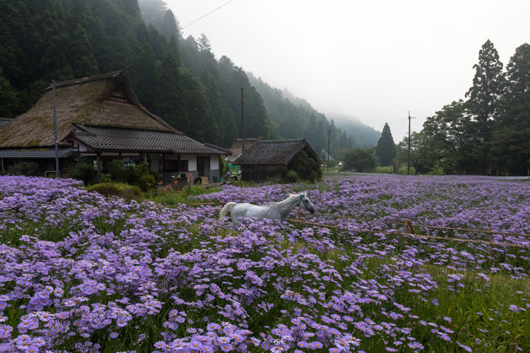 久多の里_e0051888_06282657.jpg