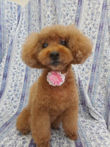 トイ プードルのチョコちゃん ポンポンお耳カットで今日も可愛いネ ふぉるむm A 千葉市 トリミングサロン 犬の美容室 千葉県 千葉市 花見川区 ペットサロン 検見川町3 340 18 ワンちゃんのカットハウス 千葉043 301 2995 10 00 19 00