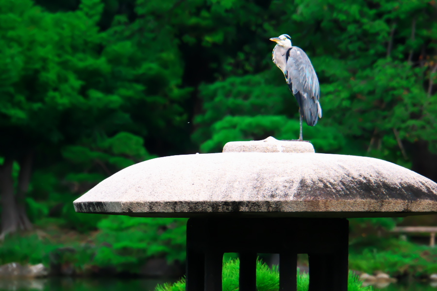 真夏の清澄庭園1_a0263109_20123132.jpg