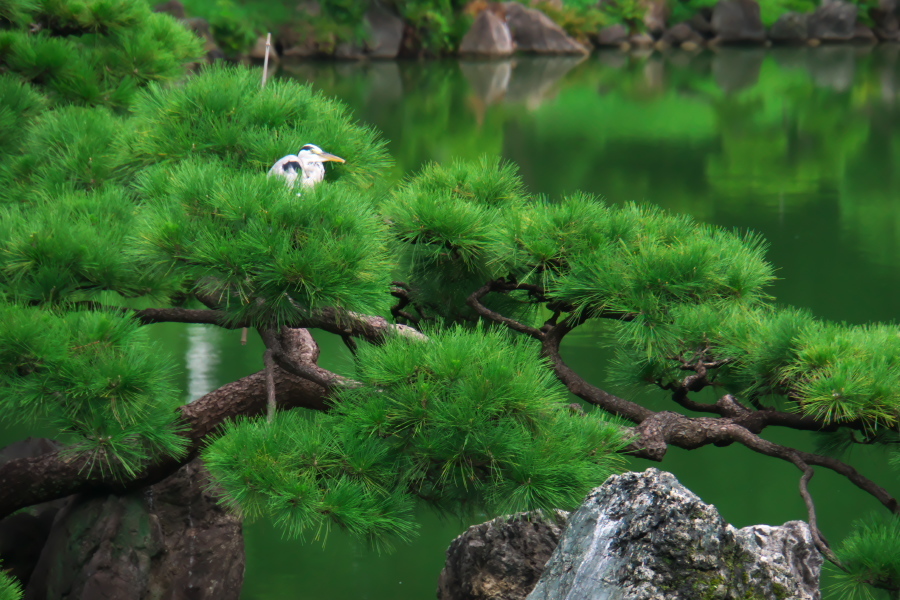 真夏の清澄庭園1_a0263109_20123279.jpg