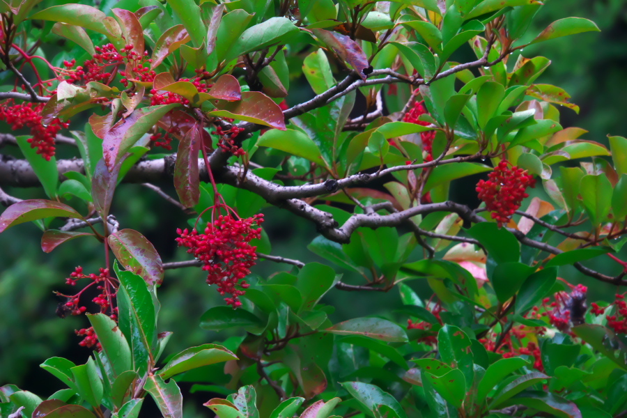 a0263109_20125721.jpg
