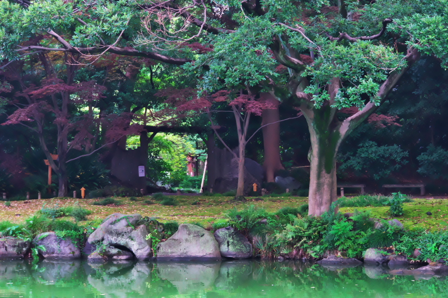 真夏の清澄庭園1_a0263109_20125940.jpg