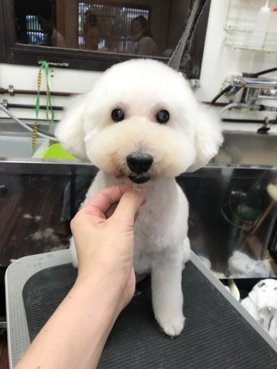 8月21日ご来店のわんちゃんです！！_b0130018_19100981.jpeg