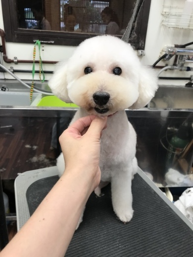 8月21日ご来店のわんちゃんです！！_b0130018_19105889.jpeg
