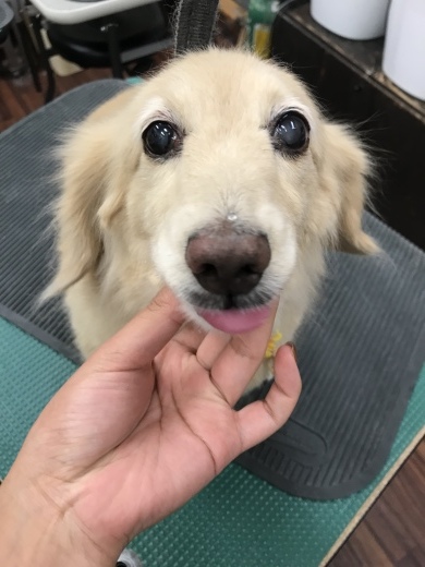 8月21日ご来店のわんちゃんです！！_b0130018_19141905.jpeg