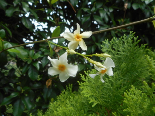 カズラがつく花 台町公園ブログ