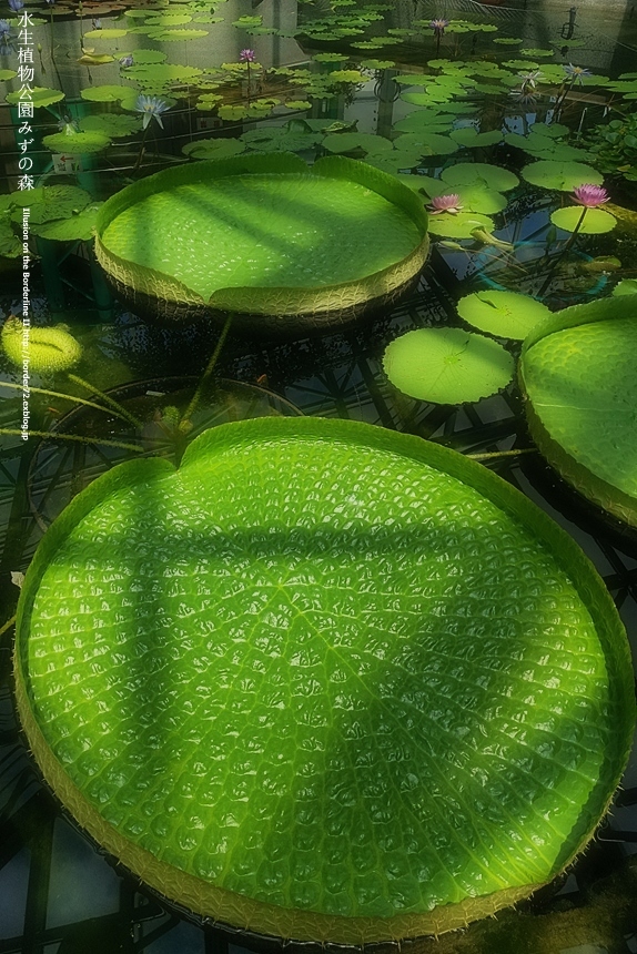 水生植物公園みずの森　その3_d0351122_16061658.jpg