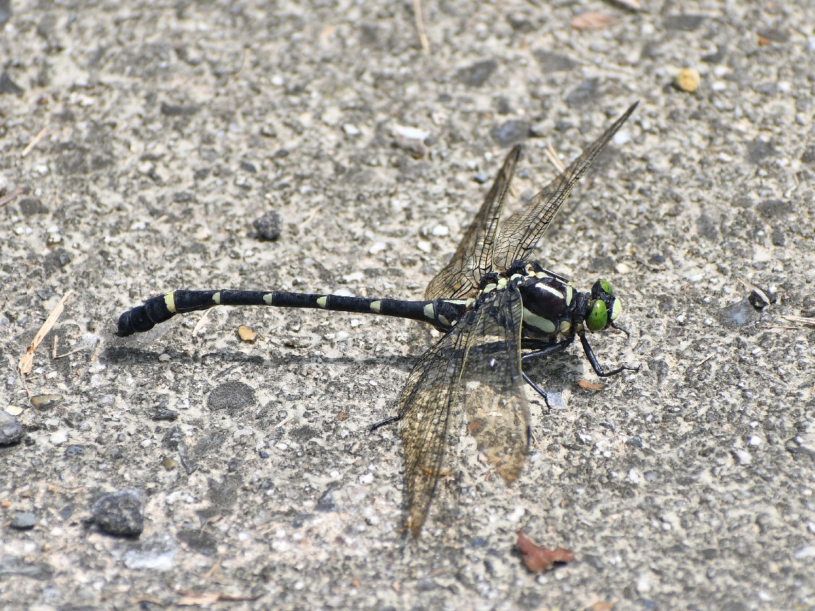 f0340732_20525273.jpg