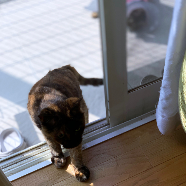 気持ちのいい猫テラス。_d0355333_21492080.jpg