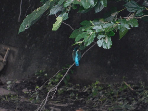 c0338136_20370341.jpg